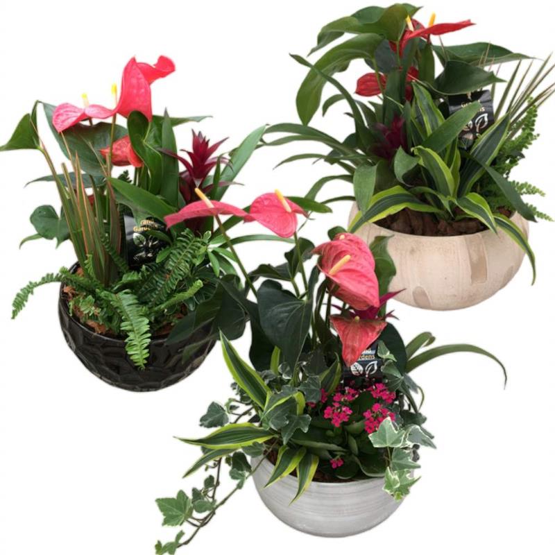 Mixed Anthurium Planter