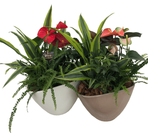 Anthurium Planter Standard