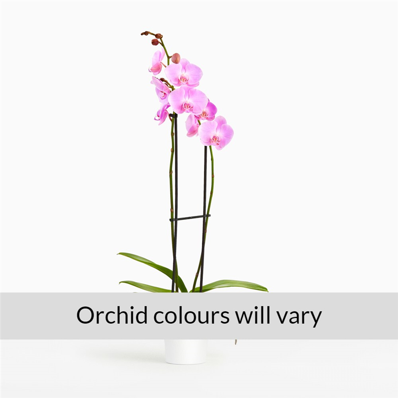 Orchid
