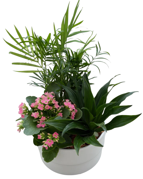 Mixed Manon Planter